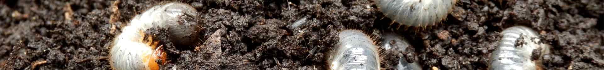 White Grubs in Soil